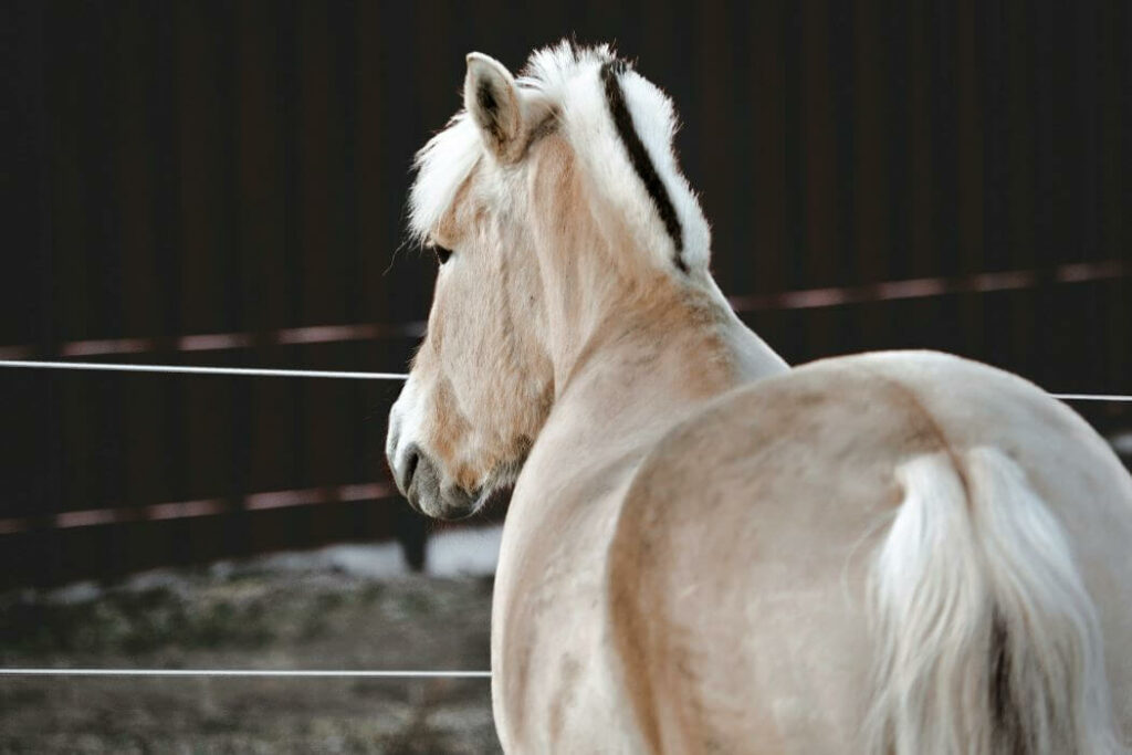 cheval fjord