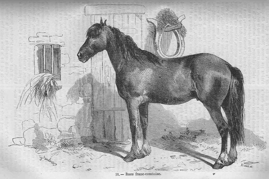 cheval franc comtois