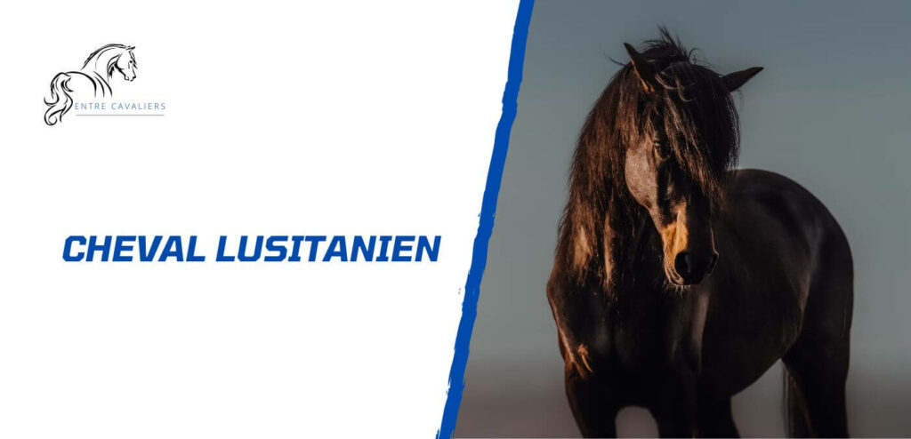 cheval lusitanien