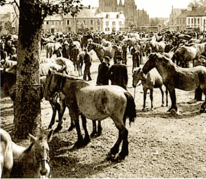 chevaux bretons