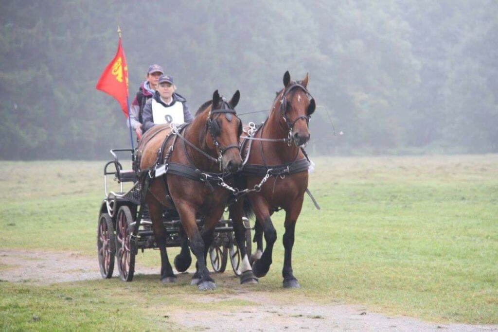 chevaux cob normand