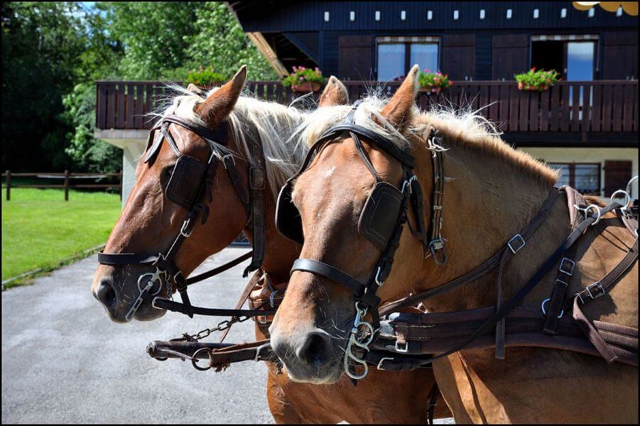 chevaux comtois