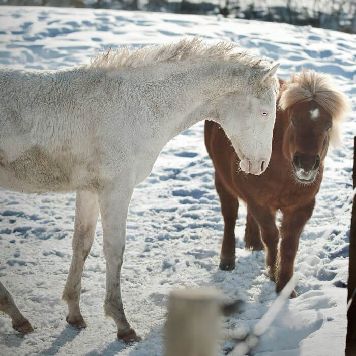 chevaux curly