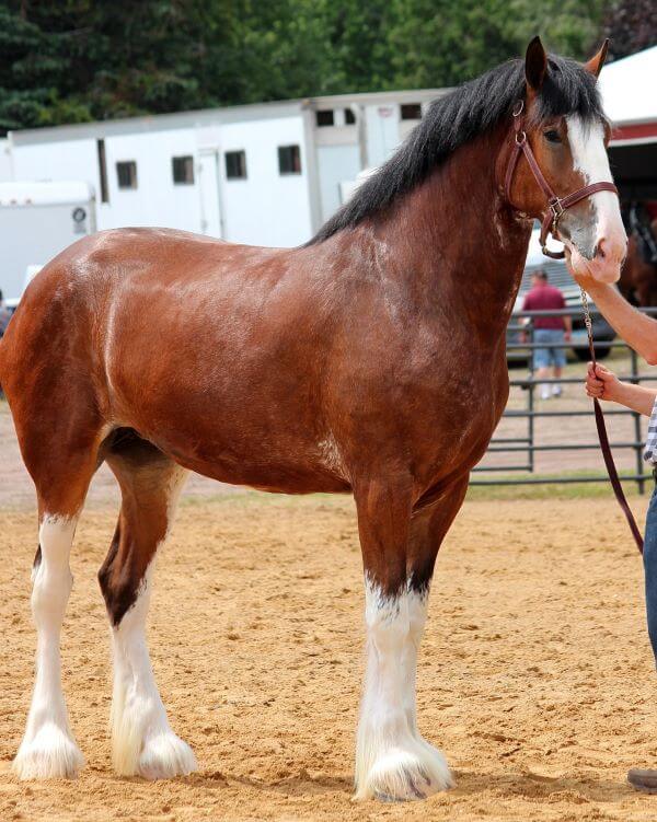 clydesdale