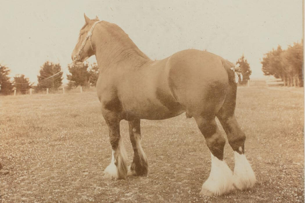 étalon clydesdale