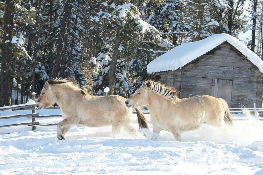 fjords cheval