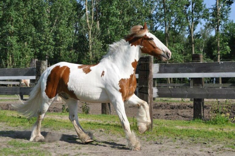 T-shirt Femme Irish Tinker Gypsy Cob - Bio, Coton, Motif Cheval - Spreadshirt