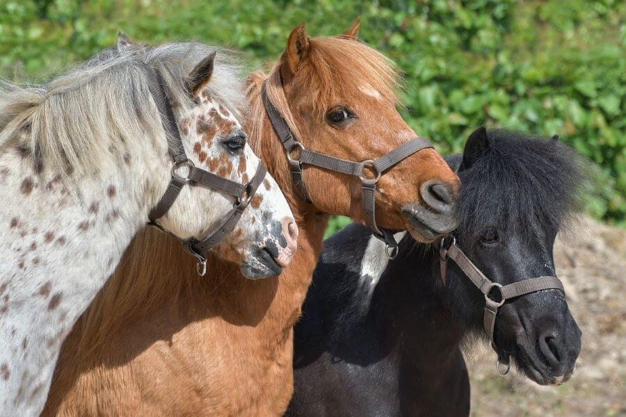 prix poney shetland