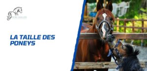 Lire la suite à propos de l’article La taille des poneys – Quelle différence avec le cheval?