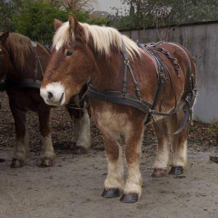 cheval de trait breton