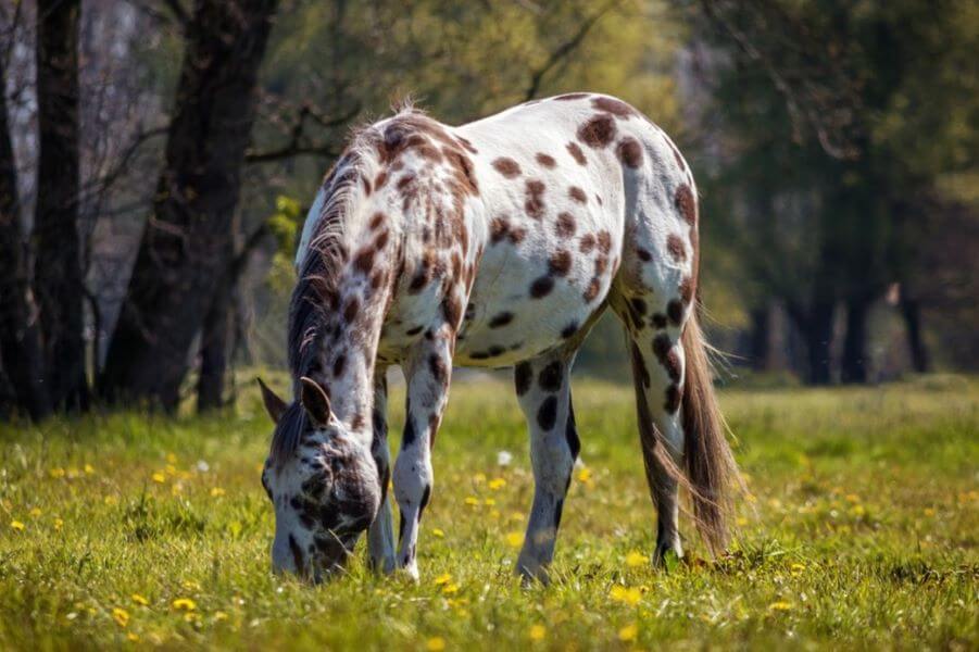 robe appaloosa