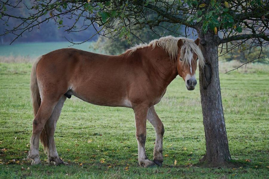 haflinger cheval