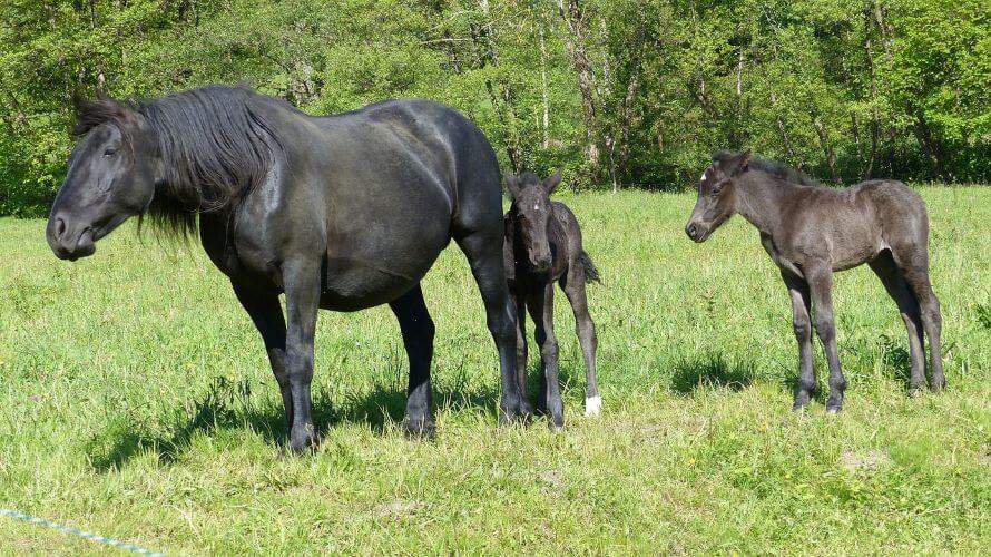 cheval de mérens