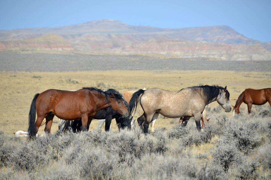 cheval mustang