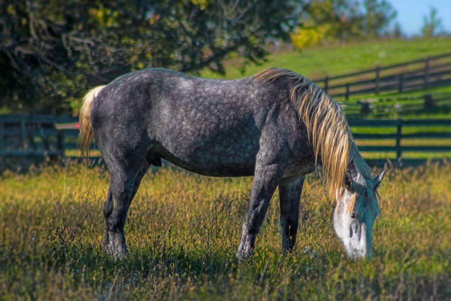 percheron cheval