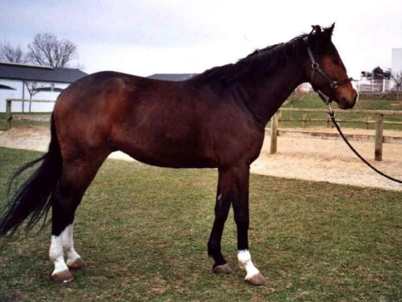 cheval Selle Français