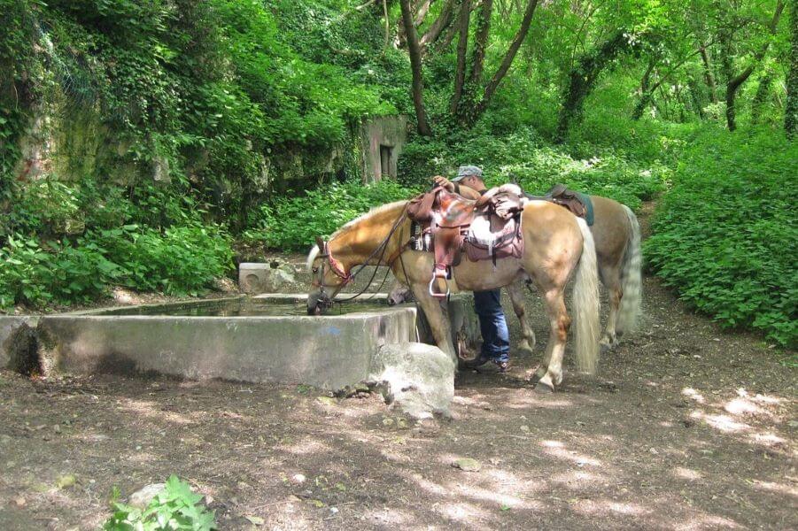 chevaux haflinger