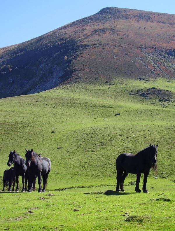 chevaux de mérens