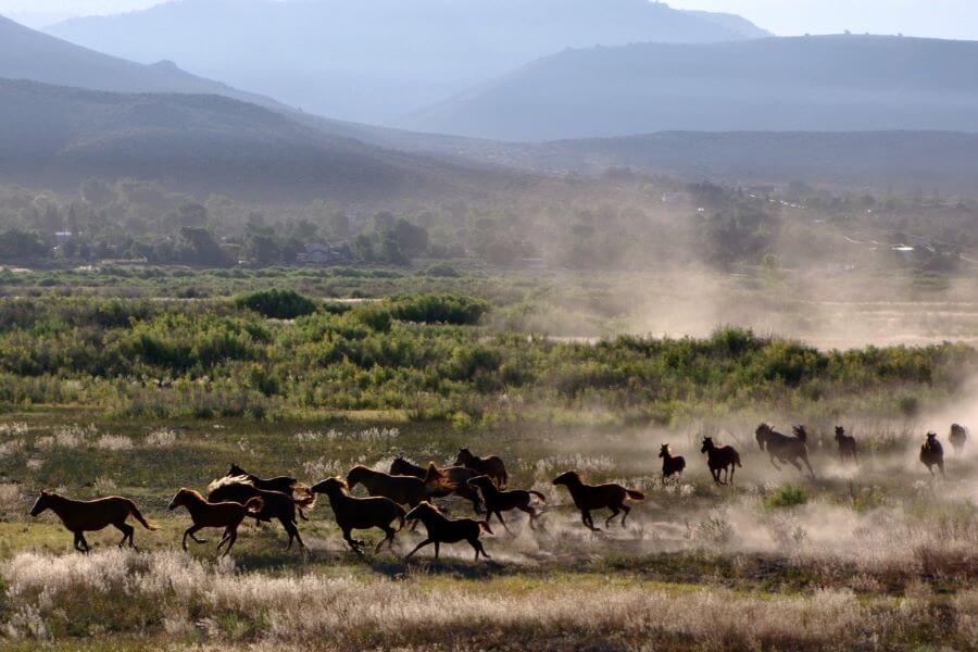 chevaux mustang