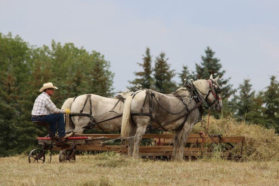 chevaux percheron