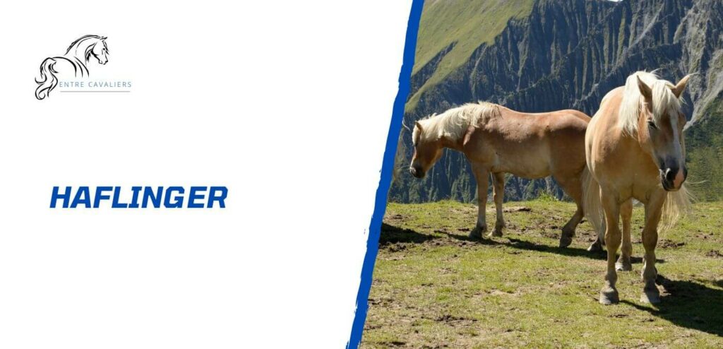 haflinger