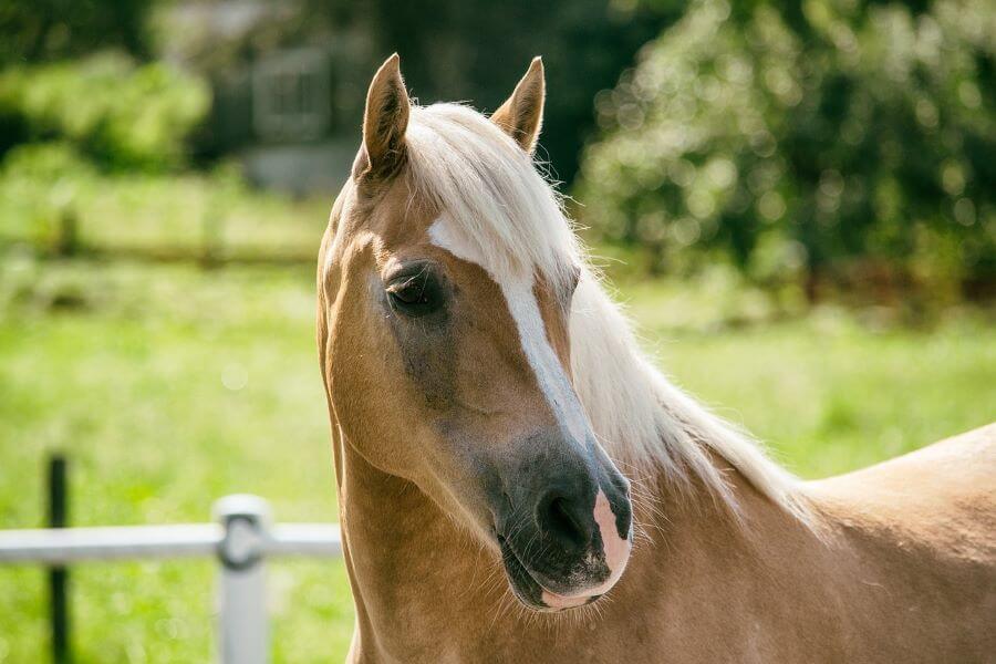 cheval haflinger