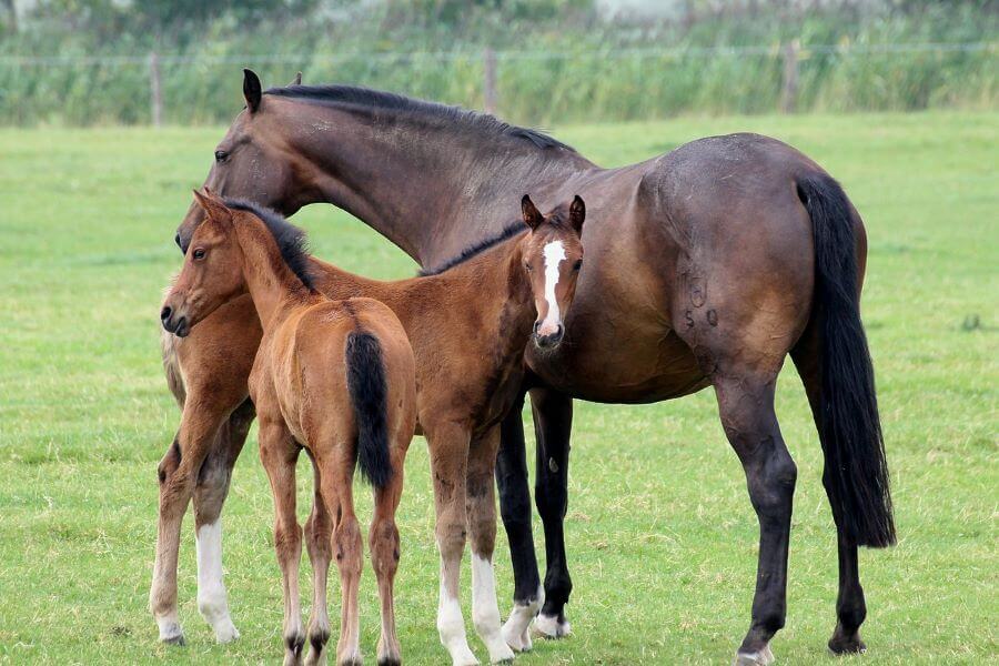 cheval holsteiner