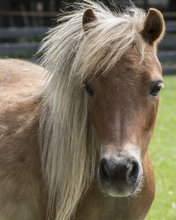 cheval miniature américain