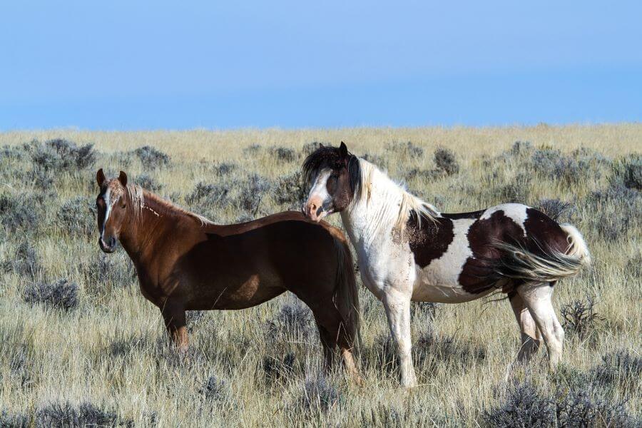 mustang chevaux