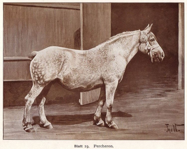 cheval percheron