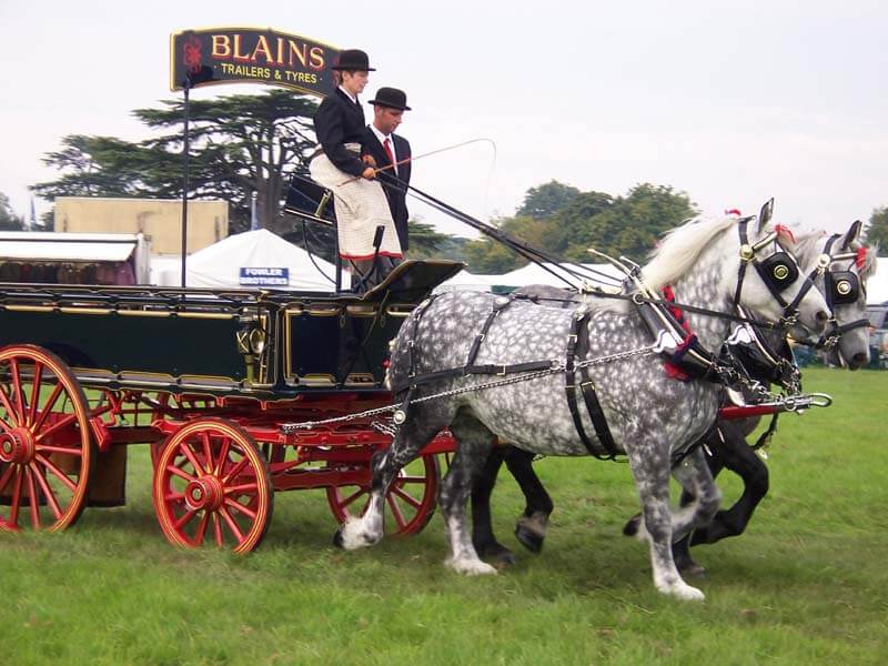 chevaux percheron