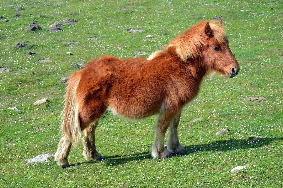 cheval pottok