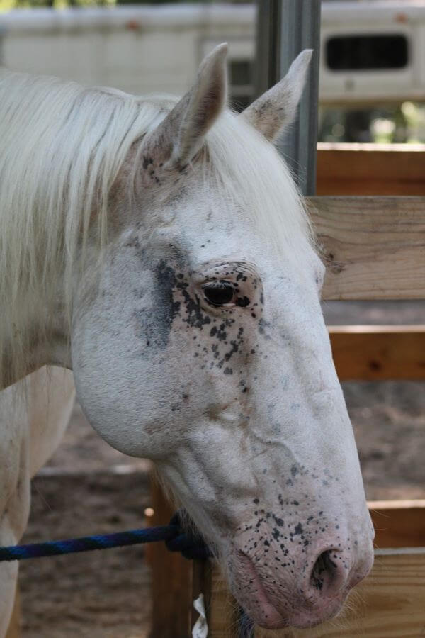 appaloosa