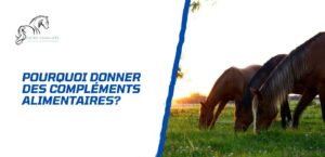 Lire la suite à propos de l’article Pourquoi et comment donner un complément alimentaire à son cheval?