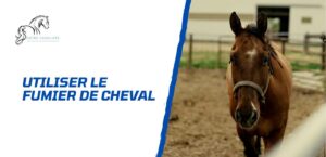 Lire la suite à propos de l’article Comment utiliser le fumier de cheval?