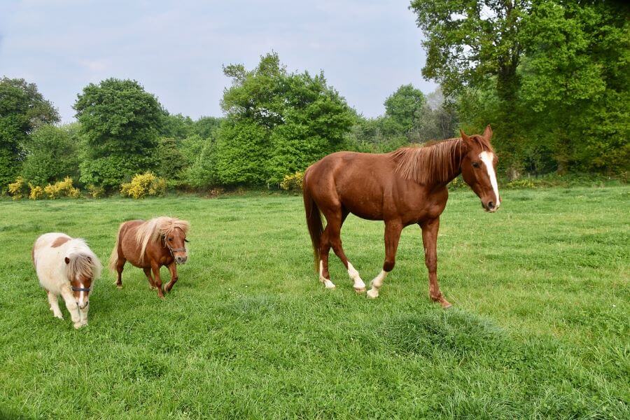 mini cheval