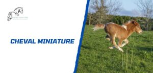 Lire la suite à propos de l’article Cheval miniature: que faut-il savoir avant d’en adopter un?