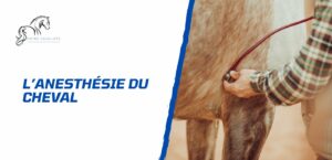 Lire la suite à propos de l’article L’anesthésie du cheval simplifiée – Pourquoi et comment?