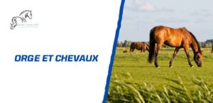 Lire la suite à propos de l’article Orge pour les chevaux: Pourquoi, comment et quelle quantité?