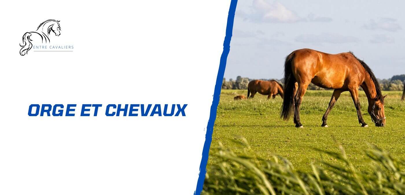 orge chevaux