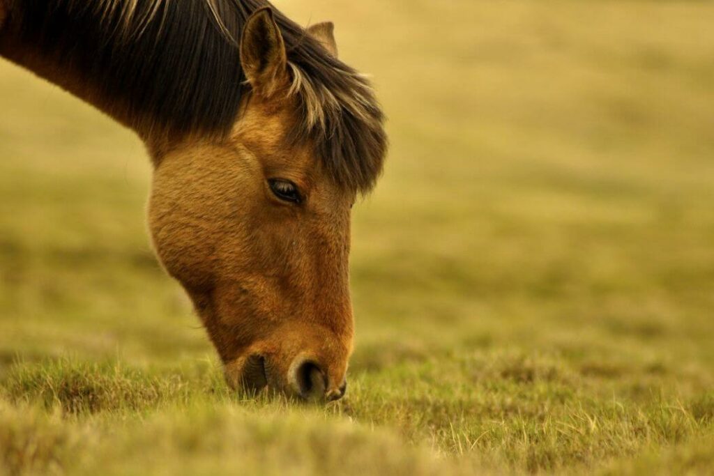 coproscopie cheval