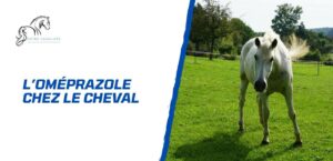 Lire la suite à propos de l’article L’oméprazole chez le cheval – Mode d’emploi complet