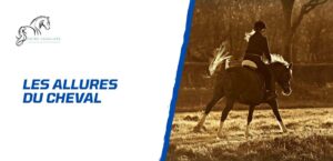 Lire la suite à propos de l’article Tout savoir sur les allures du cheval