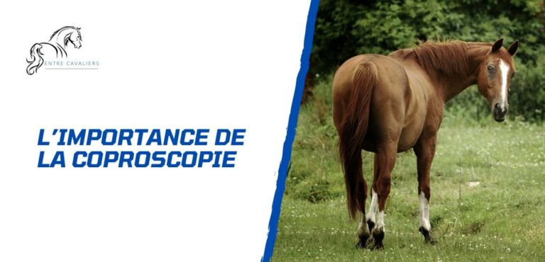 coproscopie cheval