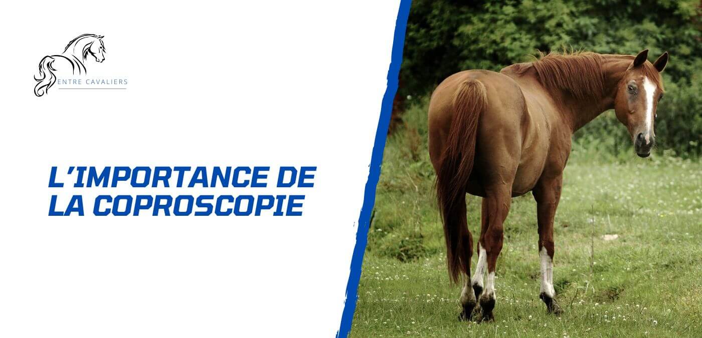 coproscopie cheval