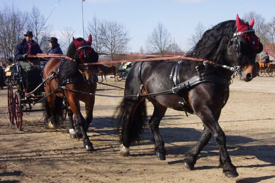 chevaux noriker