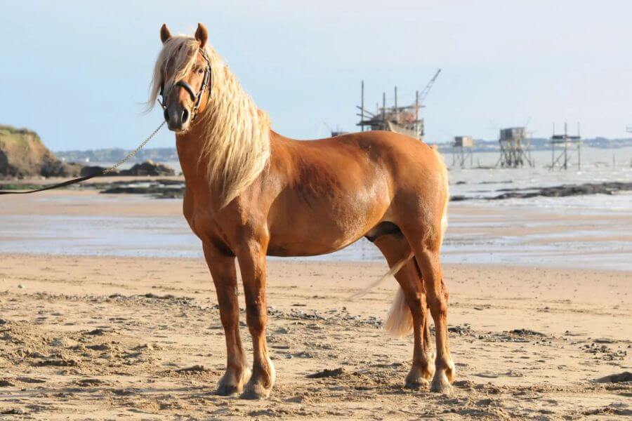 poney landais