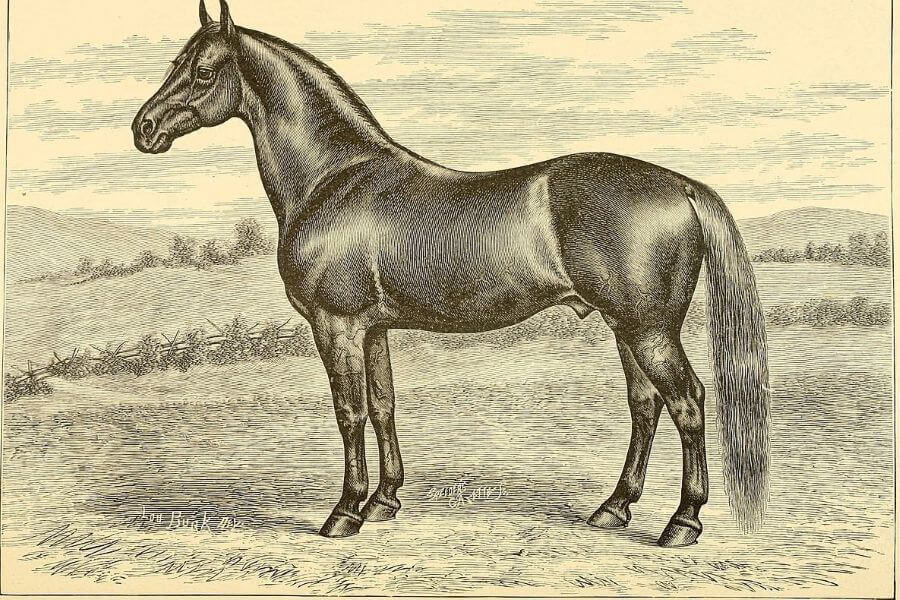 cheval morgan