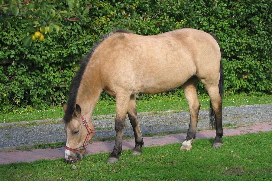 poney new forest