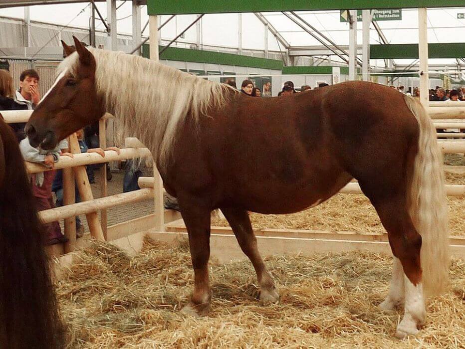 cheval noriker